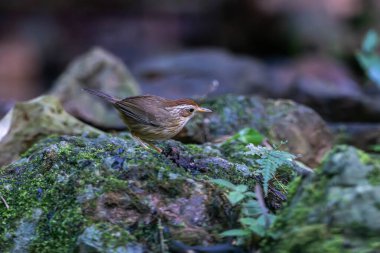 Siyah başlıklı geveze (Pellorneum capistratum), Pellorneidae familyasından bir kuş türü.