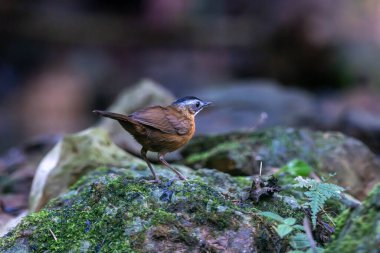 Siyah başlıklı geveze (Pellorneum capistratum), Pellorneidae familyasından bir kuş türü.