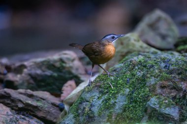 Siyah başlıklı geveze (Pellorneum capistratum), Pellorneidae familyasından bir kuş türü.