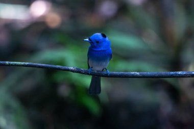 Siyah peçeteli hükümdar ya da siyah peçeteli mavi sinekkapan