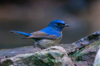 Çinli mavi sinekkapan, sinekkapan familyasından geçen küçük bir kuş türü.