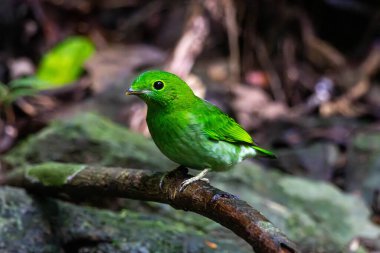 Yeşil geniş gagalı (Calyptomena viridis) daha az yeşil geniş gagalı olarak da bilinir.