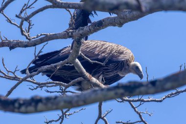 Himalayaların akbabalarının genellikle Himalayalar 'ın yüksek rakımlı bölgelerinde bulundukları bildiriliyor.