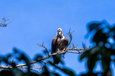 Himalayaların akbabalarının genellikle Himalayalar 'ın yüksek rakımlı bölgelerinde bulundukları bildiriliyor.