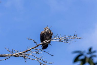 Himalayaların akbabalarının genellikle Himalayalar 'ın yüksek rakımlı bölgelerinde bulundukları bildiriliyor.