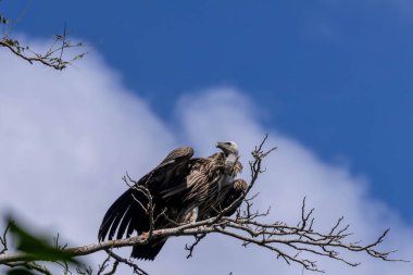 Himalayaların akbabalarının genellikle Himalayalar 'ın yüksek rakımlı bölgelerinde bulundukları bildiriliyor.
