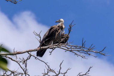 Himalayaların akbabalarının genellikle Himalayalar 'ın yüksek rakımlı bölgelerinde bulundukları bildiriliyor.