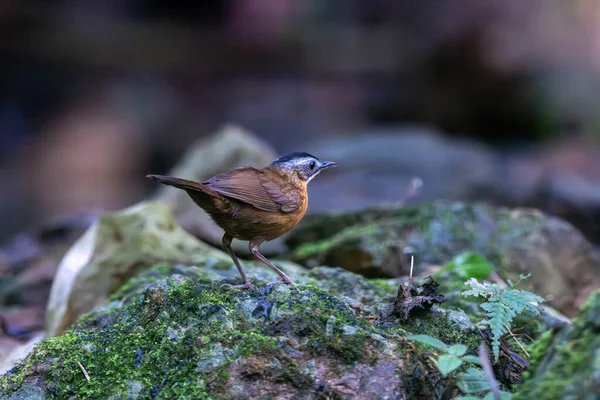 Siyah başlıklı geveze (Pellorneum capistratum), Pellorneidae familyasından bir kuş türü.
