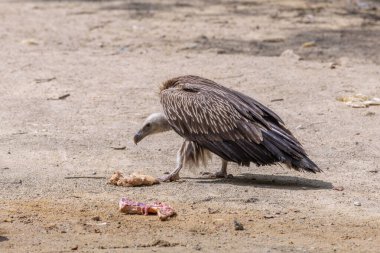 Himalayaların akbabalarının genellikle Himalayalar 'ın yüksek rakımlı bölgelerinde bulundukları bildiriliyor.