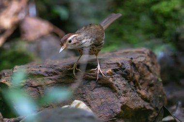 Kabarık boğazlı geveze ya da benekli geveze