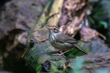 Kabarık boğazlı geveze ya da benekli geveze