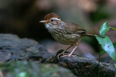 Kabarık boğazlı geveze ya da benekli geveze