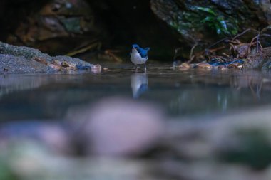 Sibirya mavisi bülbülü (Larvivora siyane) yoldan geçen küçük bir kuş türüdür.