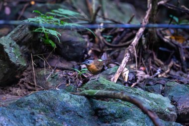 Sibirya mavisi bülbülü (Larvivora siyane) yoldan geçen küçük bir kuş türüdür.