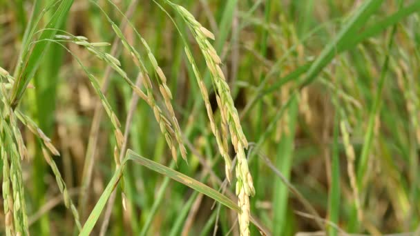 Paisaje del campo de arroz — Vídeos de Stock