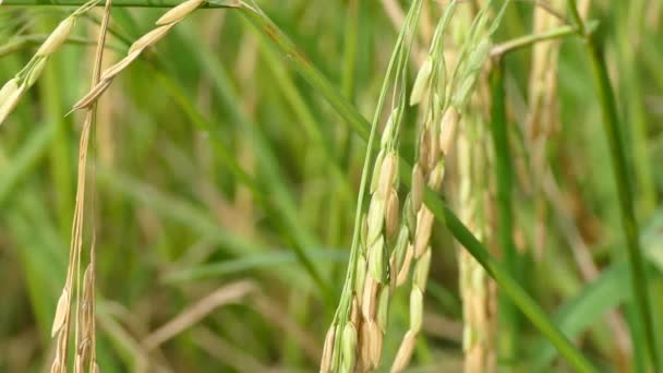 Ландшафт рисового поля — стокове відео