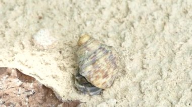 Yalnızcıl Yengeç (Paguroidea) korumak için onun kabuğundaki gizler sonra ortaya çıkıyor