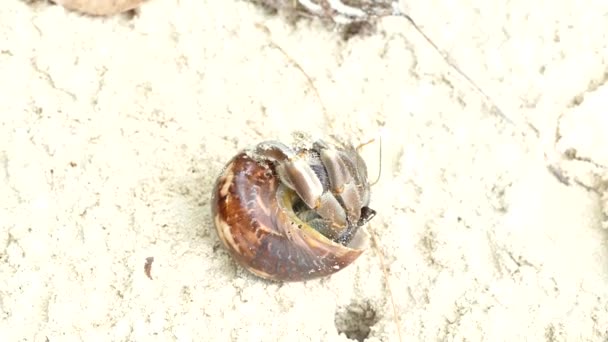 Hermit Crab (Paguroidea) wordt verborgen in de shell voor bescherming dan blijkt — Stockvideo