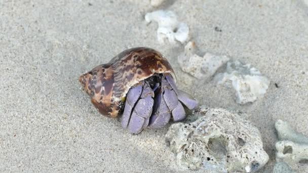 Le crabe ermite (Paguroidea) se cache dans sa coquille pour se protéger, puis émerge 