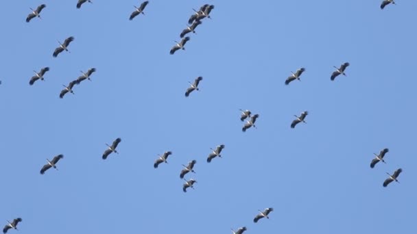 The migration of Asian open bill birds — Stock Video