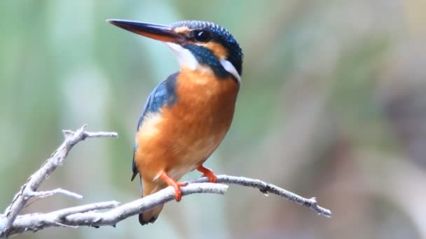 Kingfisher comum (Alcedo atthis) em um ramo — Vídeo de Stock
