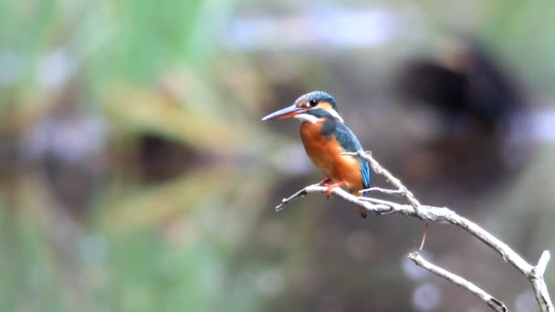 Αλκυόνη (Alcedo Ατθίς) σε ένα υποκατάστημα — Αρχείο Βίντεο