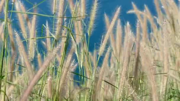 Russel Fox tail vackra gräs blomman — Stockvideo