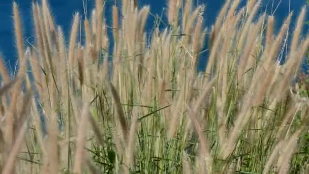 Хвіст Рассел Фокс красиві трава квітка — стокове відео
