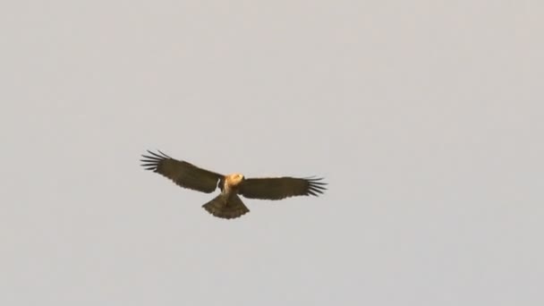 Snake Eagle de dedos cortos flotando en el cielo — Vídeos de Stock