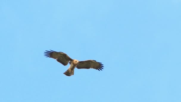 Snake Eagle de dedos cortos flotando en el cielo — Vídeo de stock
