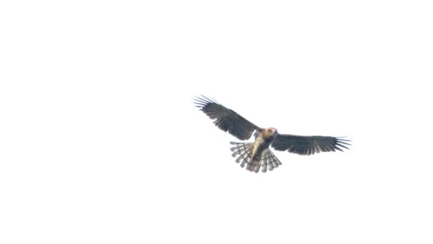 Serpent à doigts courts Aigle planant sur le ciel — Video