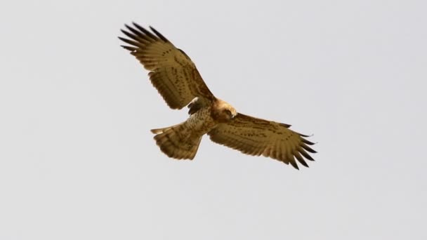 Snake Eagle de dedos cortos flotando en el cielo — Vídeos de Stock