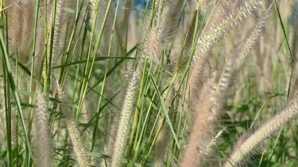Рассел Фокс-хвост красивый цветок травы — стоковое видео