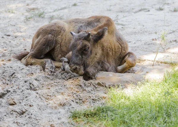Малыш бизон лежит на песке — стоковое фото