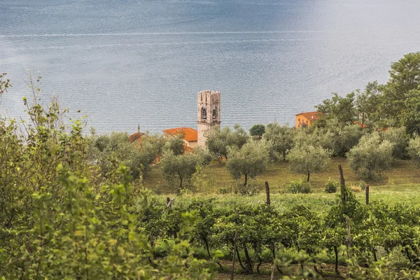 Small village olive groves and vineyards — Stock Photo, Image