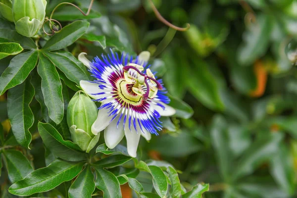 Passiflora yeşil yaprakları arasında — Stok fotoğraf