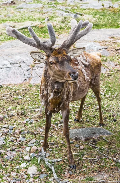 Hert met gewei chique — Stockfoto