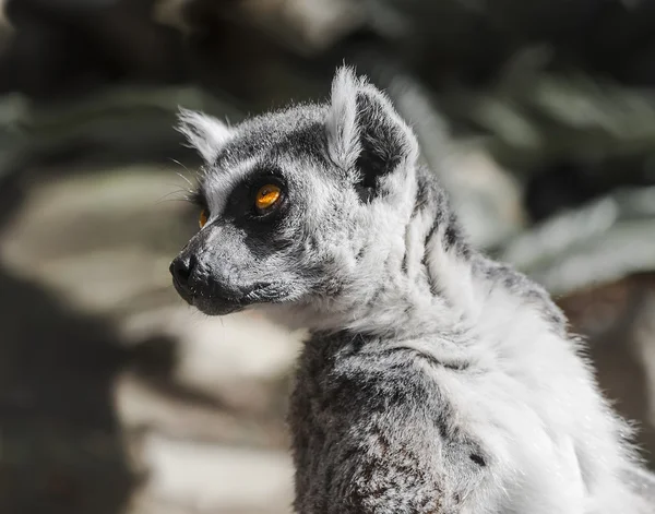 Lemur med orange ögon — Stockfoto