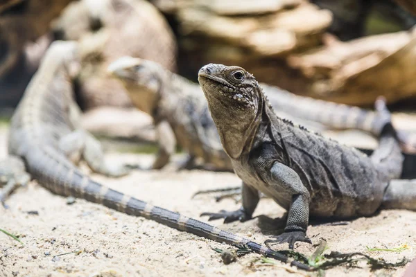 Large iguana with his head held high — Stock Photo, Image