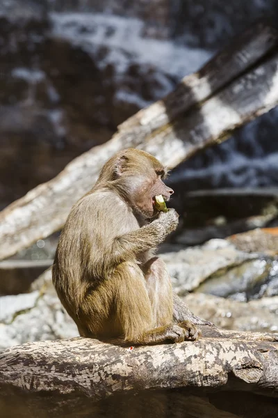 Apan äter vattenmelon svål — Stockfoto