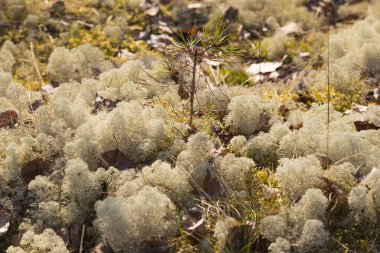 Çerçevenin ortasında, yosunlarla çevrili olarak büyüyen genç bir çam ağacının çektiği bahar manzarası, ılık günbatımı bahar güneşinin ışınlarında görülür.