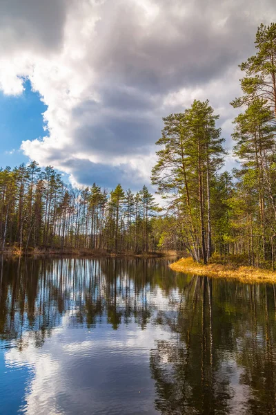 Karelien Finnland Eine Malerische Ecke Der Wilden Natur Finnlands Kiefernwald — Stockfoto