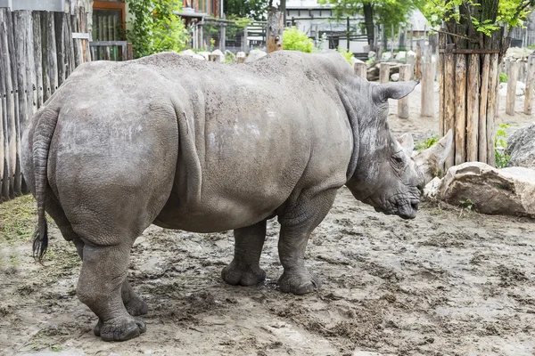 Rinoceronte grande — Fotografia de Stock