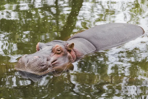 Nijlpaard rusten — Stockfoto