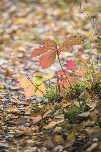 Gerötete Herbstblätter — Stockfoto