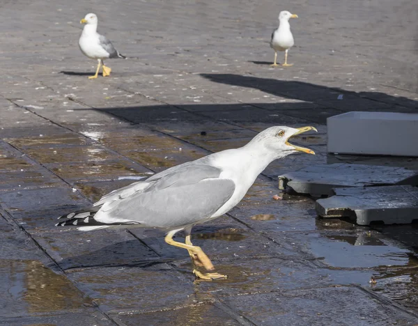 Screaming seagull walks on the area — Stock Photo, Image