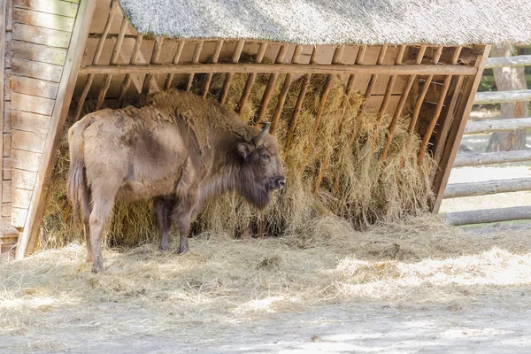 Volwassen oeros in een nationaal park — Stockfoto