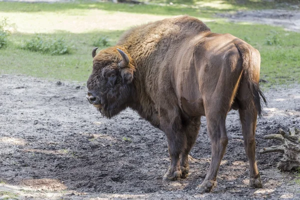 Grote shaggy Oeros — Stockfoto