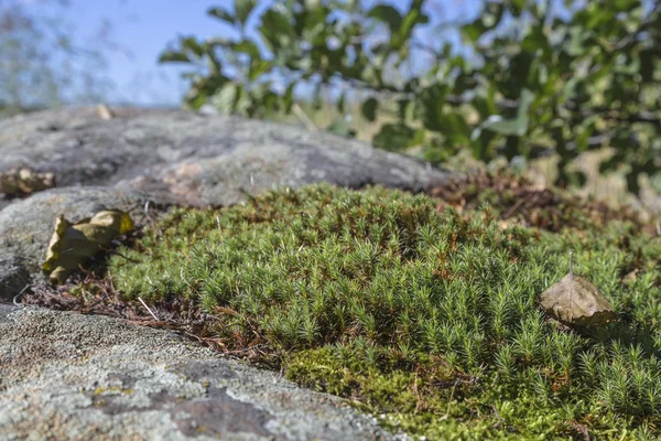 Rašeliníku, roste na skalách — Stock fotografie