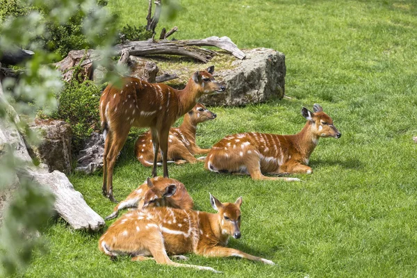 Несколько sitatunga — стоковое фото